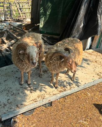 Agnello oussant