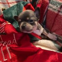 Cucciolo chihuahua maschio