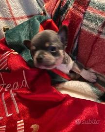 Cucciolo chihuahua maschio