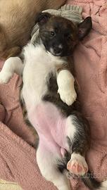 Disponibile dolcissima cucciola