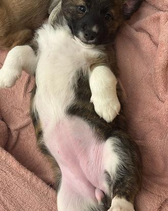 Disponibile dolcissima cucciola