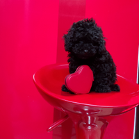 Barboncino Toy Total Black Maschio
