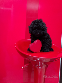 Barboncino Toy Total Black Maschio