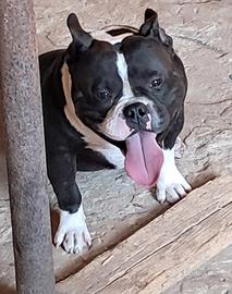 American bully pocket maschio