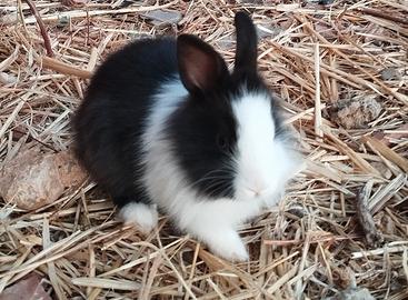 Coniglietti nani
