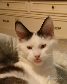 Maine Coon cucciolo bianco e nero