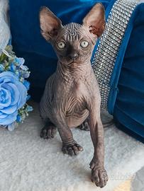 Sphynx cuccioli