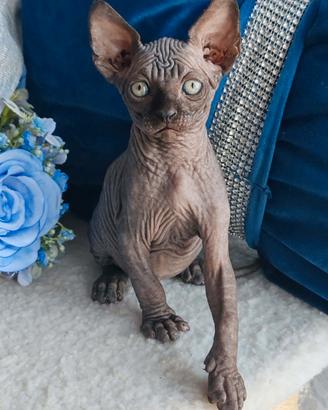 Sphynx cuccioli