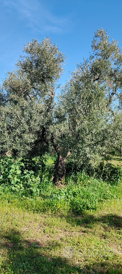 Terreno a 1 km da Mariotto - Vista 4