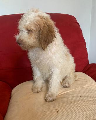 Lagotto romagnolo