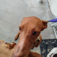 Cagnolina poco squishy