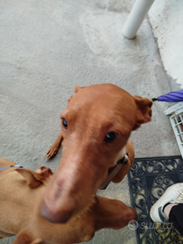 Cagnolina poco squishy