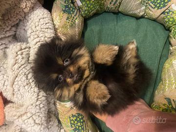 Cuccioli di spitz Pomerania