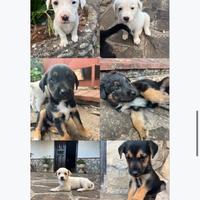 Cuccioli cane