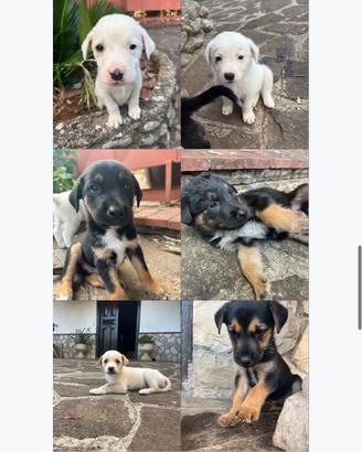 Cuccioli cane