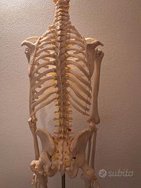 modello anatomico