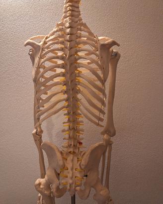 modello anatomico