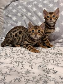 Gatti Bengala