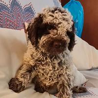 Lagotto romagnolo