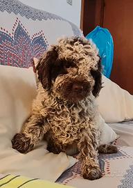 Lagotto romagnolo