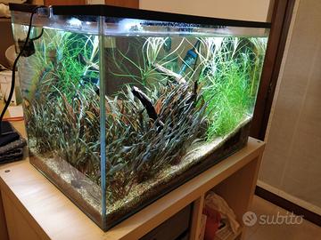 Acquario completo da 65 litri