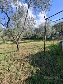 Terreno agricolo a palombara