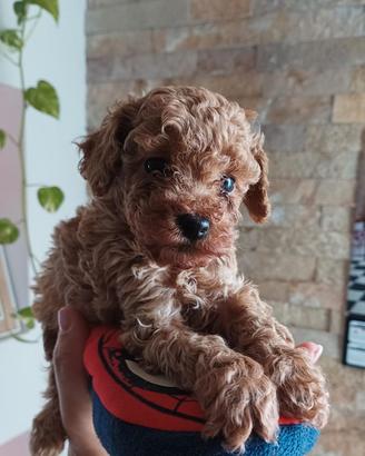 Barboncino Toy