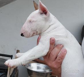 Cucciola di bull terrier standard