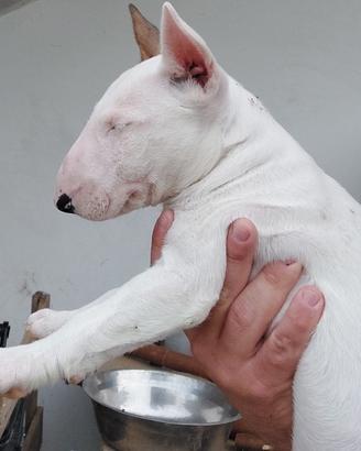 Cucciola di bull terrier standard