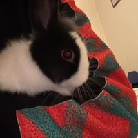 Coniglio bianco e nero razza nana