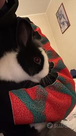 Coniglio bianco e nero razza nana