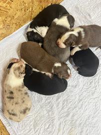 Cuccioli pastori Australiani