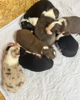 Cuccioli pastori Australiani