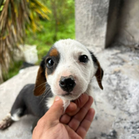 Cucciolo incrocio Jack Russell Terrier con meticci