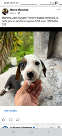 Cucciolo incrocio Jack Russell Terrier con meticci