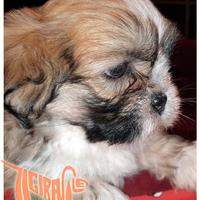 Cuccioli di LHASA APSO