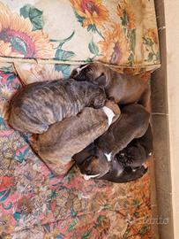 Cuccioli di pittbull