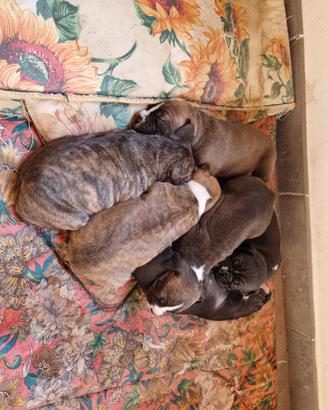 Cuccioli di pittbull