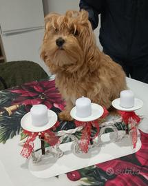 Maltipoo femminuccia