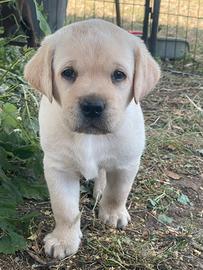 Labrador femmine miele con pedigree