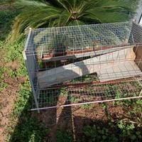 Gabbia galline ovaiole