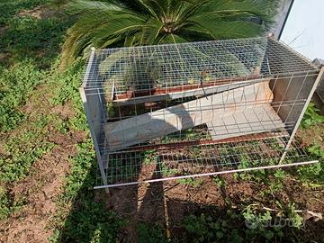Gabbia galline ovaiole