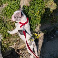 Bulldog francese merle
