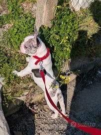 Bulldog francese merle