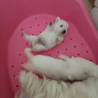 West highland white terrier con pedigree enci