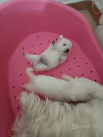 West highland white terrier con pedigree enci