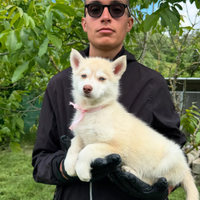 Allevamento Casa Santangelo - Cuccioli Husky sani