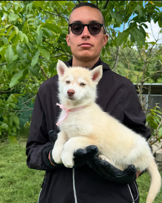 Allevamento Casa Santangelo - Cuccioli Husky sani