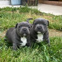 Cuccioli di staffy blu