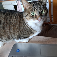 Gatta munchkin 3 anni, a zampe corte